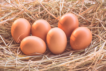 Eggs in the nest of dry grass