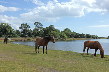 Fototapeta premium Ponies at Hatchet Pond in the New Forest National park