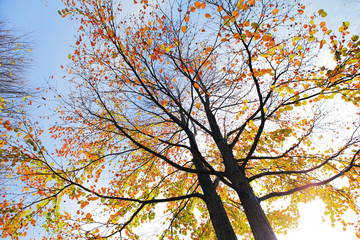 Fototapeta premium 紅葉 埼玉県 北本市 日本