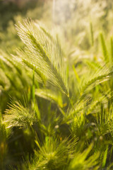 Broad leaved weeds