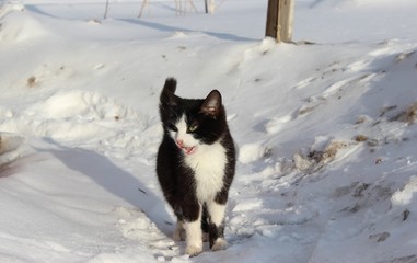 Cat with an open mouth