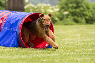 Agility - Airedale Terrier im Tunnel