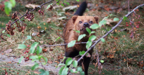 Bush dog
