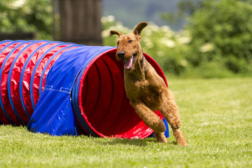 Agility - Airedale Terrier im Tunnel