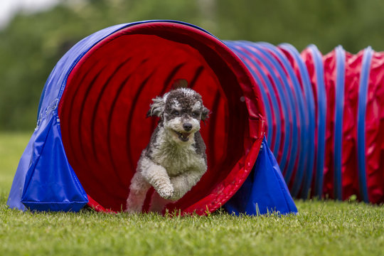 Agility - Toy Pudel im Tunnel