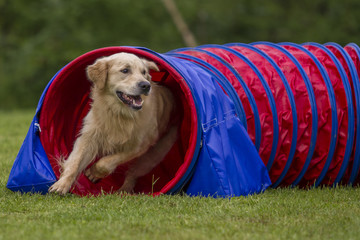 Agility - Golden Retriever im Tunnel