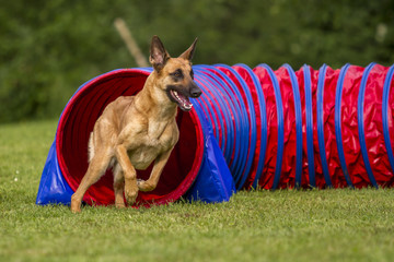 Agility - Malinois im Tunnel