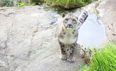 Snow leopard © Esmeralda
