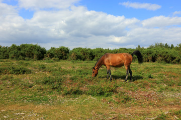 Pony Grazing in the New Forest national park