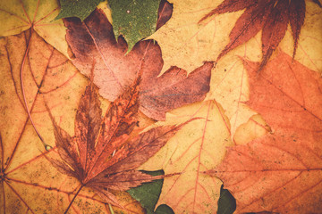 Ahorn Laub Boden im Wald 