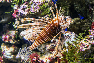exotic fish lionfish on the sea bed or the aquarium 