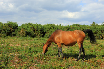 A New Forest pony grazing at Hatchet Pond