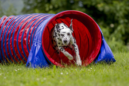 Agility - Dalmatiner im Tunnel