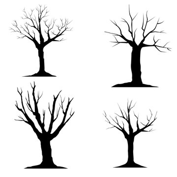 tree without leaves, died tree, dry tree silhouette