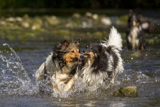 Zwei Shelties beim Spielen im Wasser
