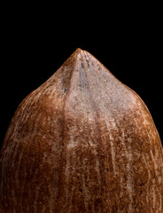 Macro view on pecan nut on black background