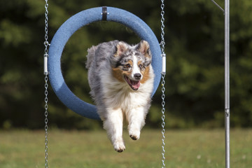 Agility - Australian Shepherd beim Sprung durch den Reifen