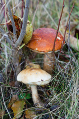 Two big mushrooms in autumn forest ampng fallen leaves