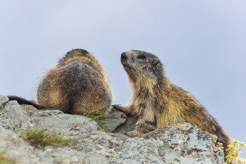 Alpine marmot