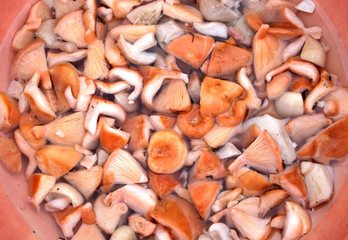Many washed edible mushrooms chopped in small pieces in water in big red round bowl in preparation for salting top view