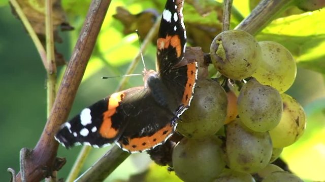 Ein Schmetterling (Admiral) genießt reife Weinbeeren und die Flügel flattern im Herbstwind