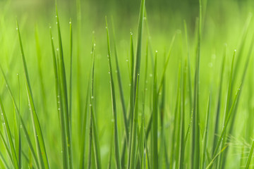 Fototapeta na wymiar green rice close up with blur background
