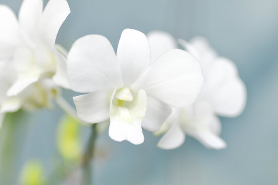 Fototapeta white orchid flowers in the garden
