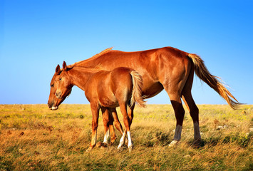 Horse Mare with Foal mother and baby Farm Animal on field with b