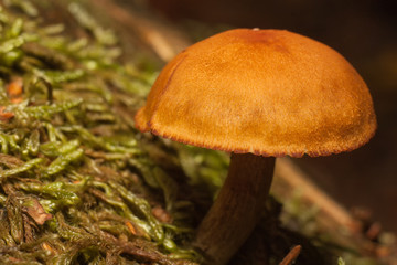 Mushrooms in the forest