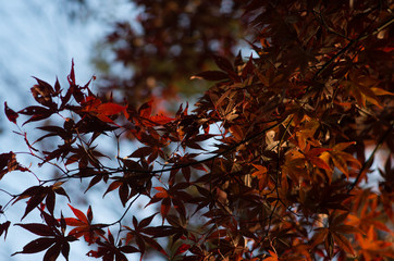 紅葉