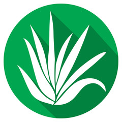 aloe vera plant flat icon