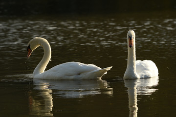 Obraz premium Two white Swans