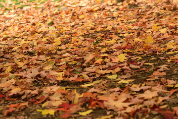 Fall Yellow Leaves