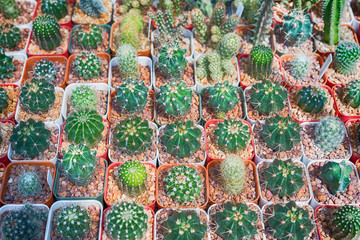 Cactus in pots .