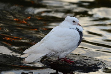 White Pigeon by Water