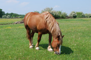 koń