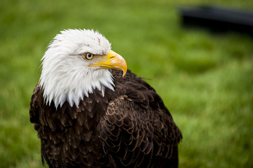 Pyrargue à tête blanche