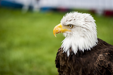 Portrait de pyrargue