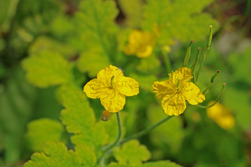 celandine flowers