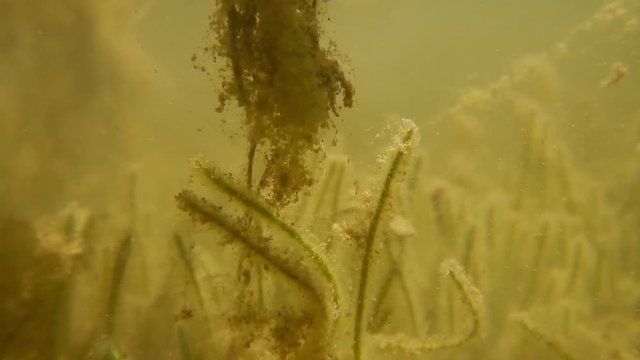 Stagno - Acqua torbida