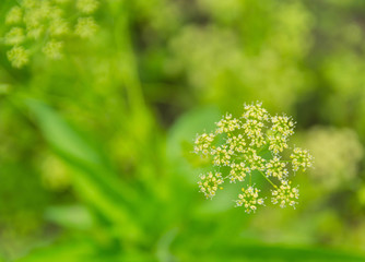 Floral background. Inflorescence dill close up on blurred background. View from above