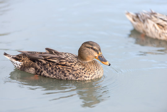 colvert sauvage