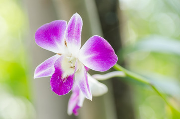 Purple orchid flowers are blooming in nature