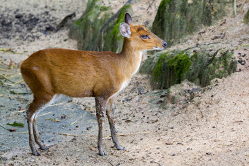 Image of a barking deer on nature background.