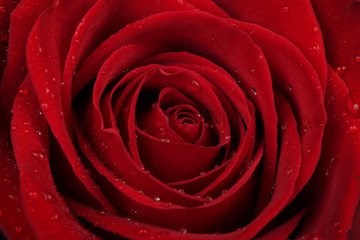 Red Rose