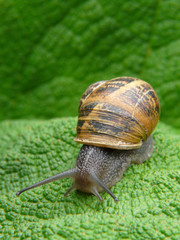 Schnecke