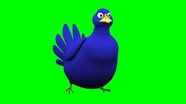 Walking blue bird in different views loop animation on green screen chroma key