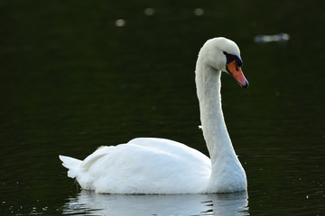 Obraz premium White Swan