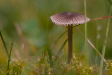 little, lonely Mushroom