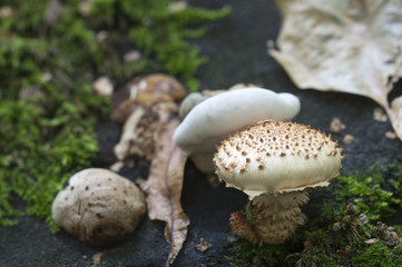 Pholiota squarrosa mushroom